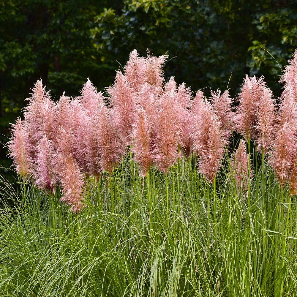 Pampasgräs 'Pink Plume'