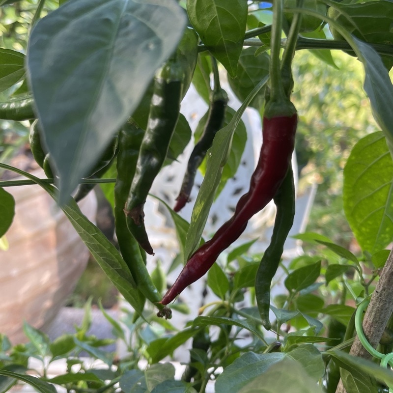 Chilipeppar ' Poseidon'