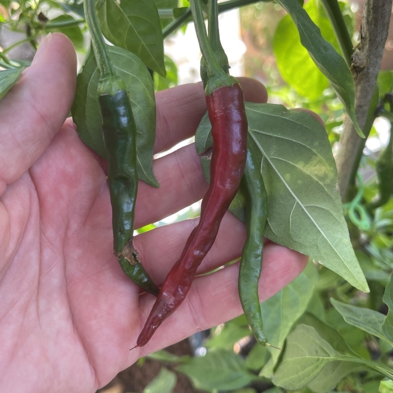 Chilipeppar ' Poseidon'