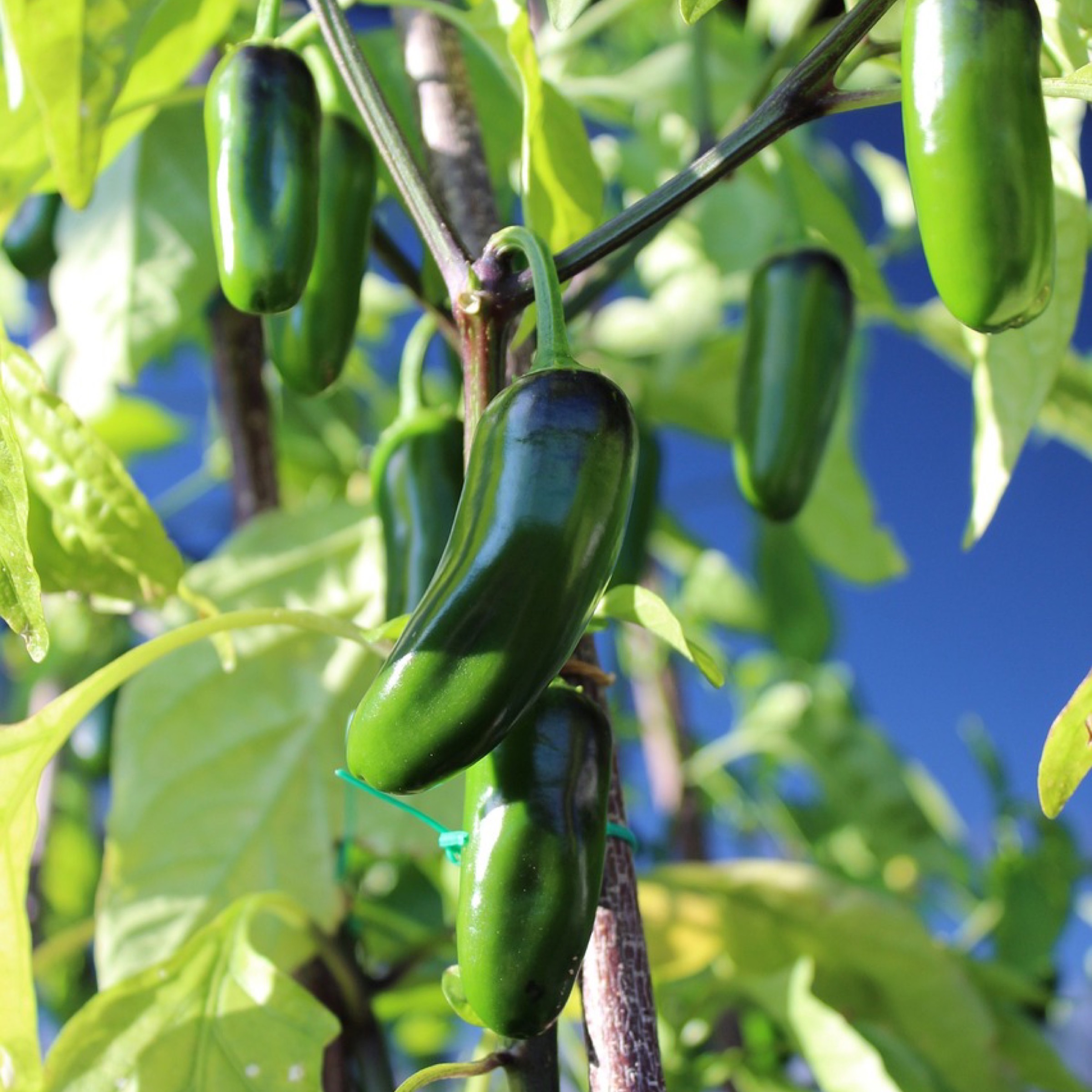 Chilipeppar 'Jalapeno M' - 2