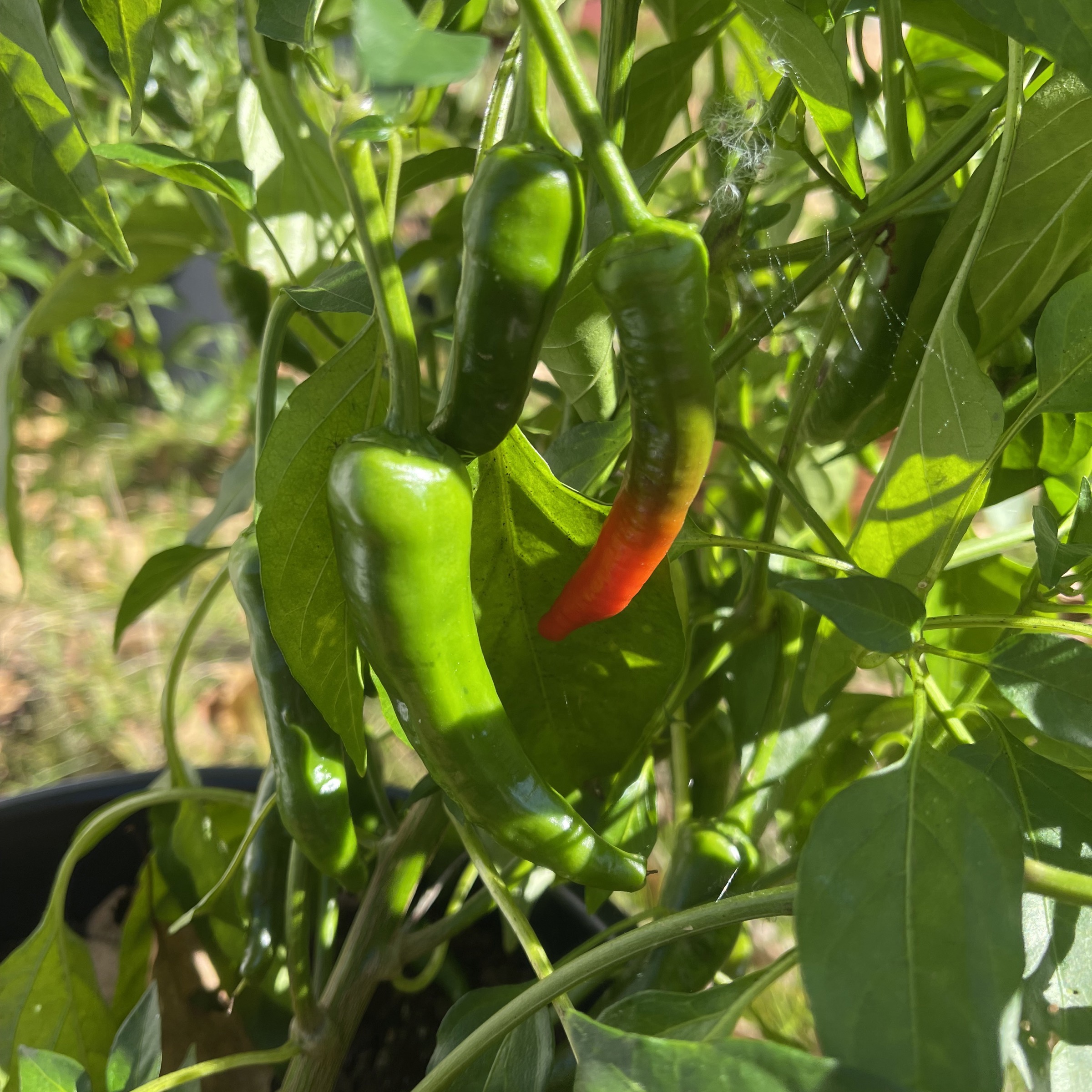 Chilipeppar 'Jalapeno M'