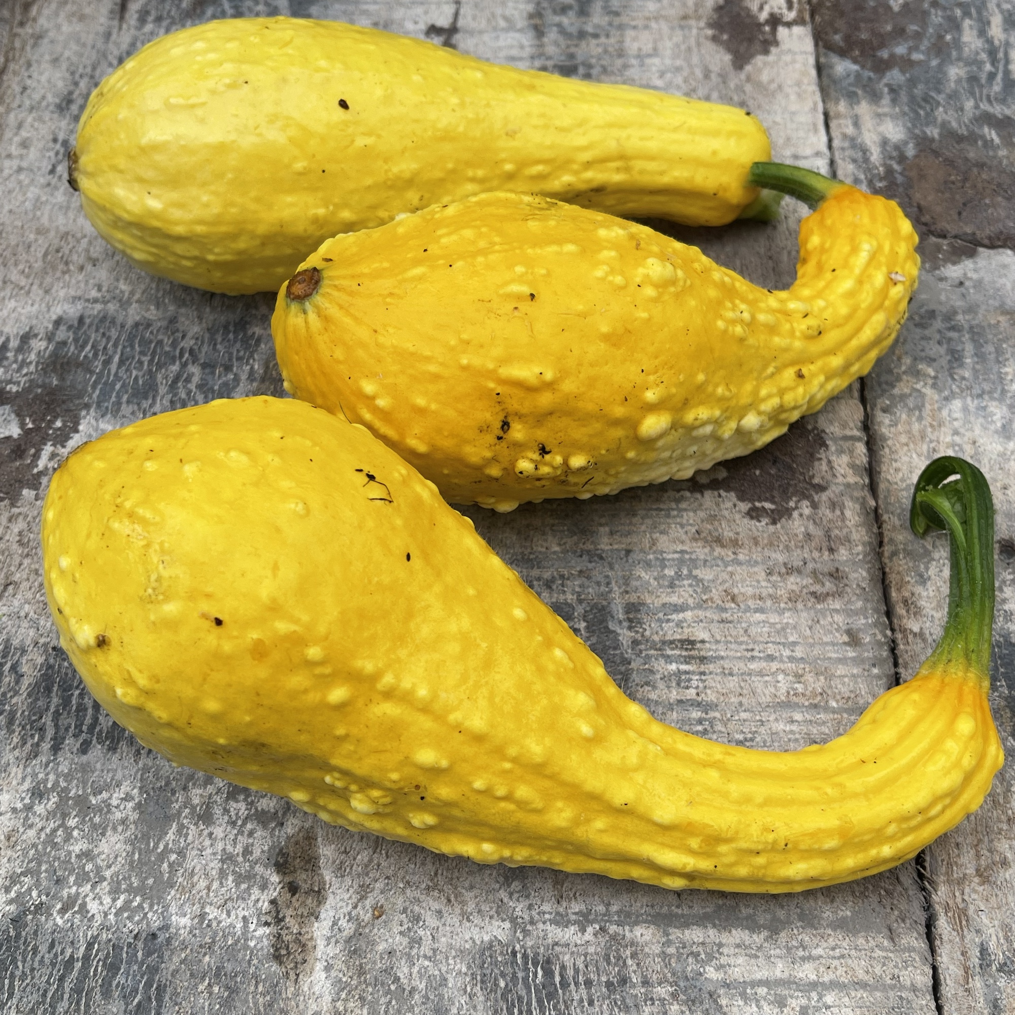 Zucchini 'Early Summer Crookneck' - Skruvhalspumpa