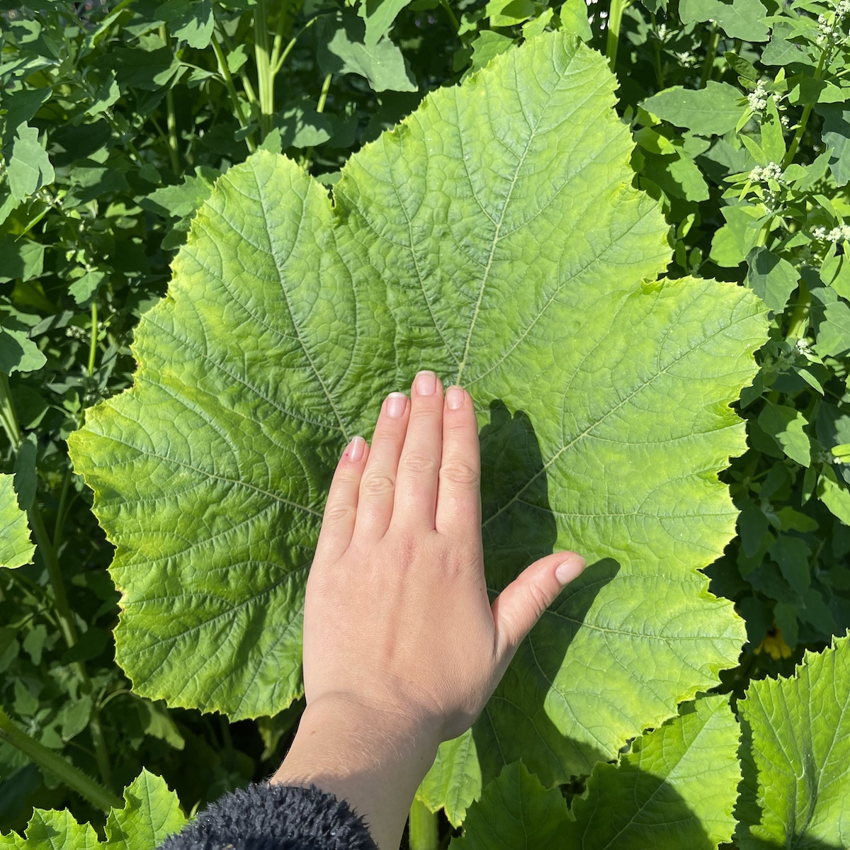 Zucchini 'Early Summer Crookneck' - Skruvhalspumpa - 4