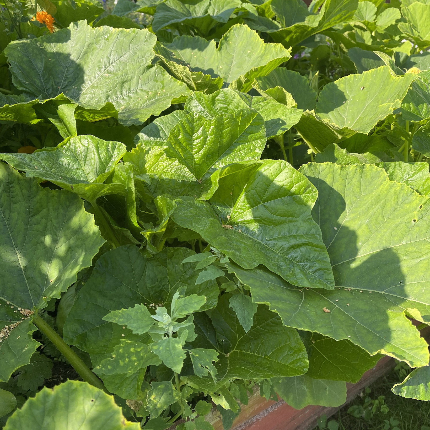 Zucchini 'Early Summer Crookneck' - Skruvhalspumpa - 5