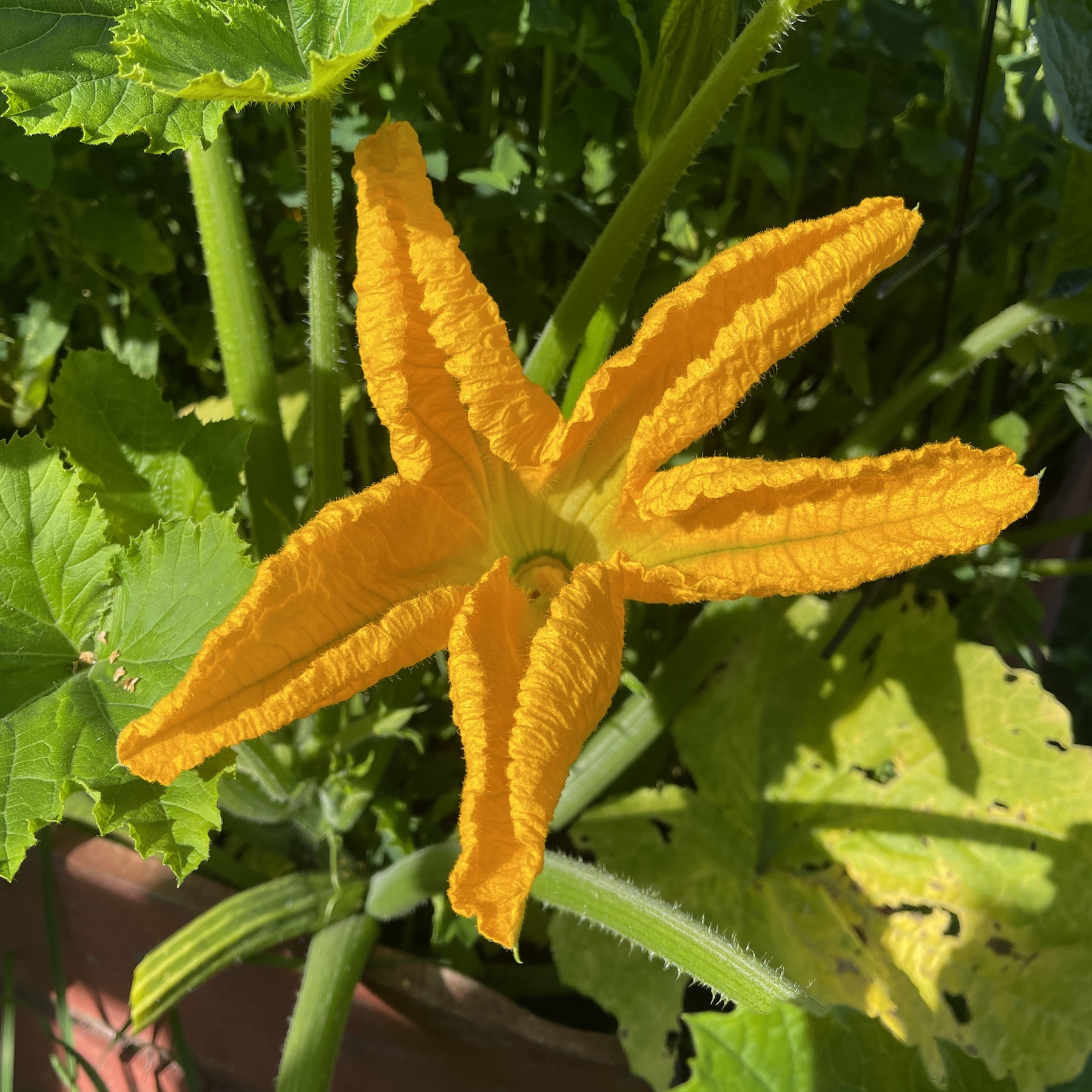 Zucchini 'Early Summer Crookneck' - Skruvhalspumpa - 3