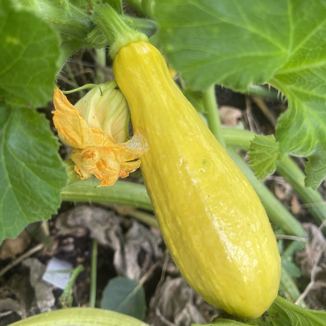 Zucchini 'Early Summer Crookneck' - Skruvhalspumpa - 2