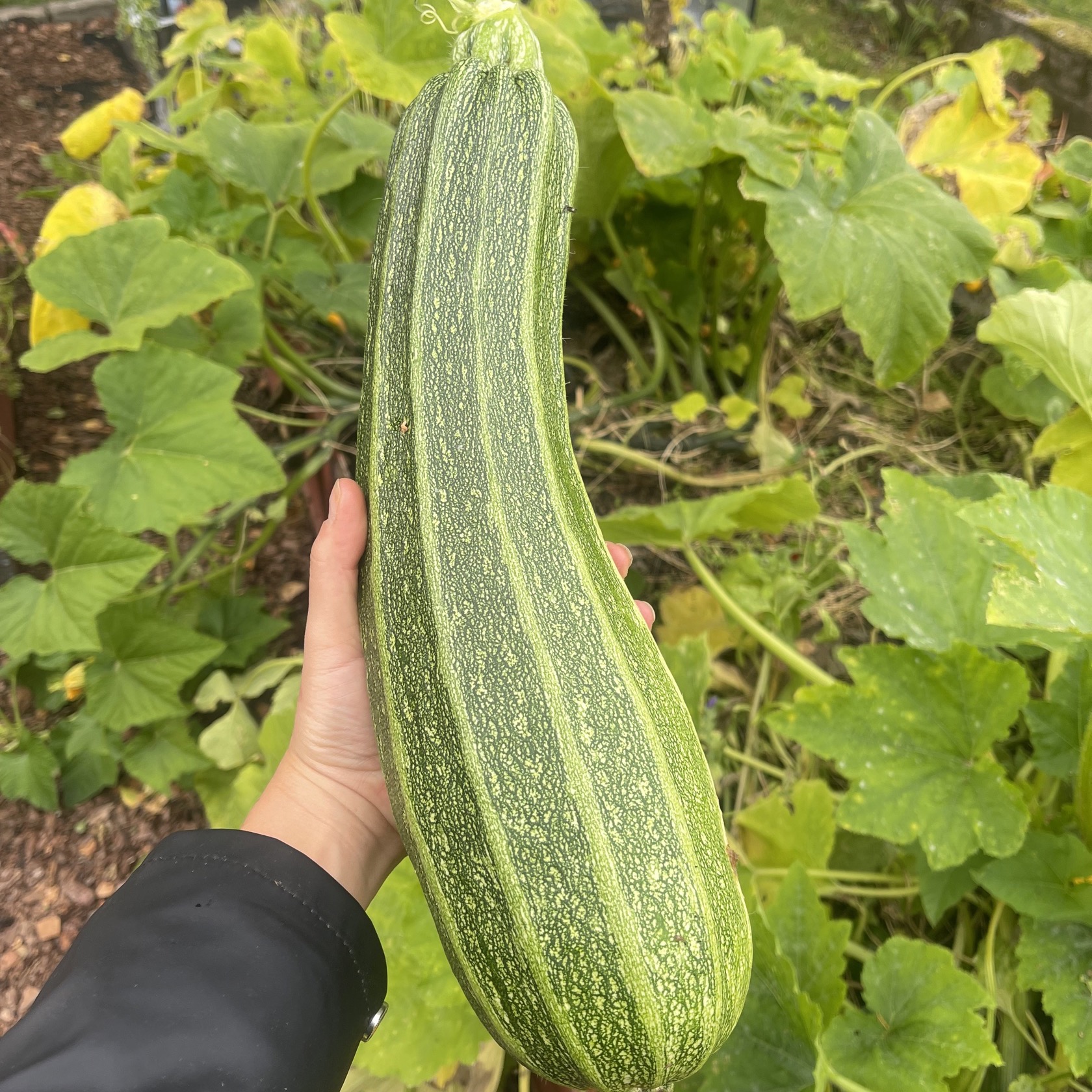 Squash 'Stratio d'italia'