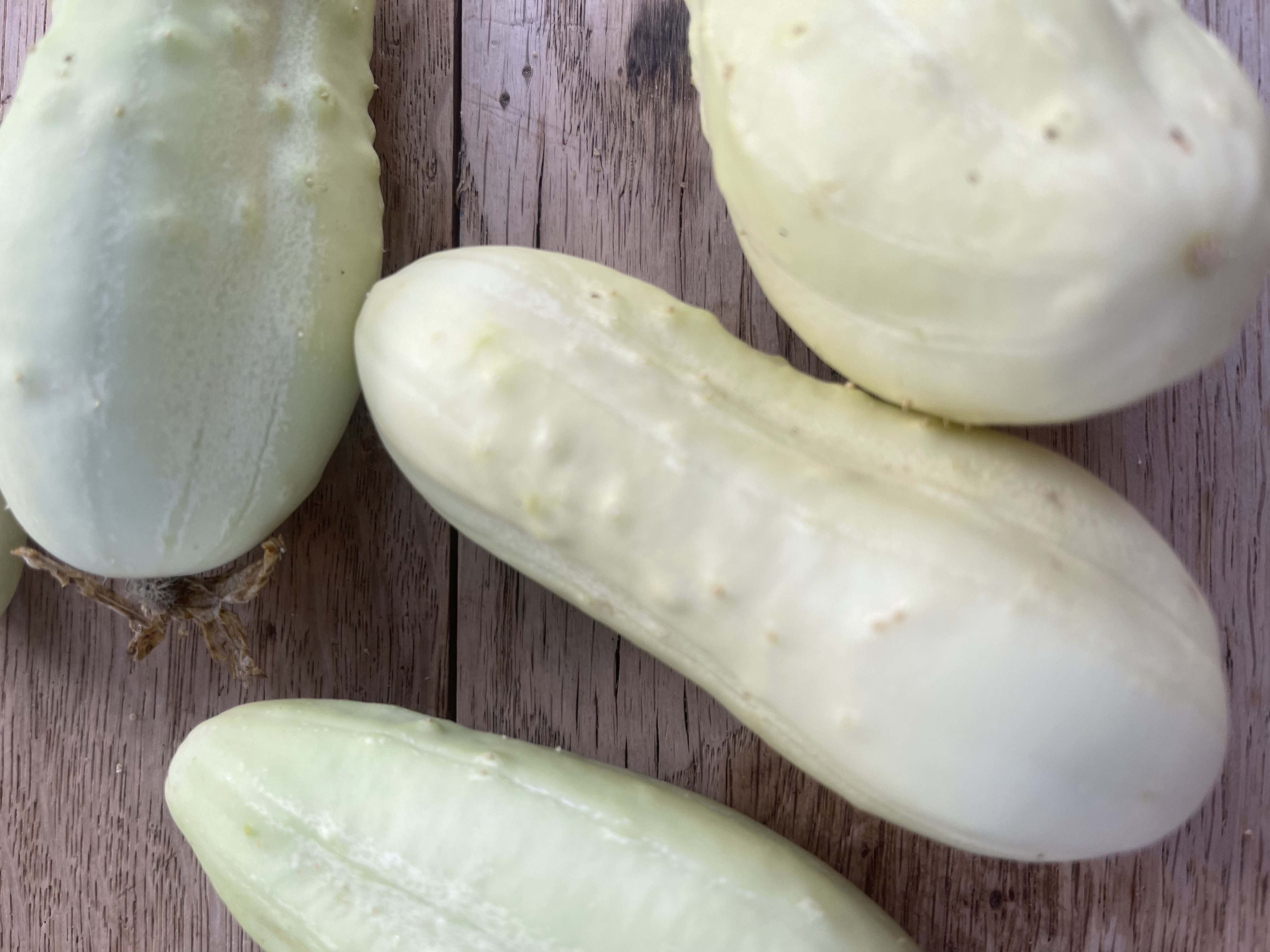 Slanggurka 'White Wonder'