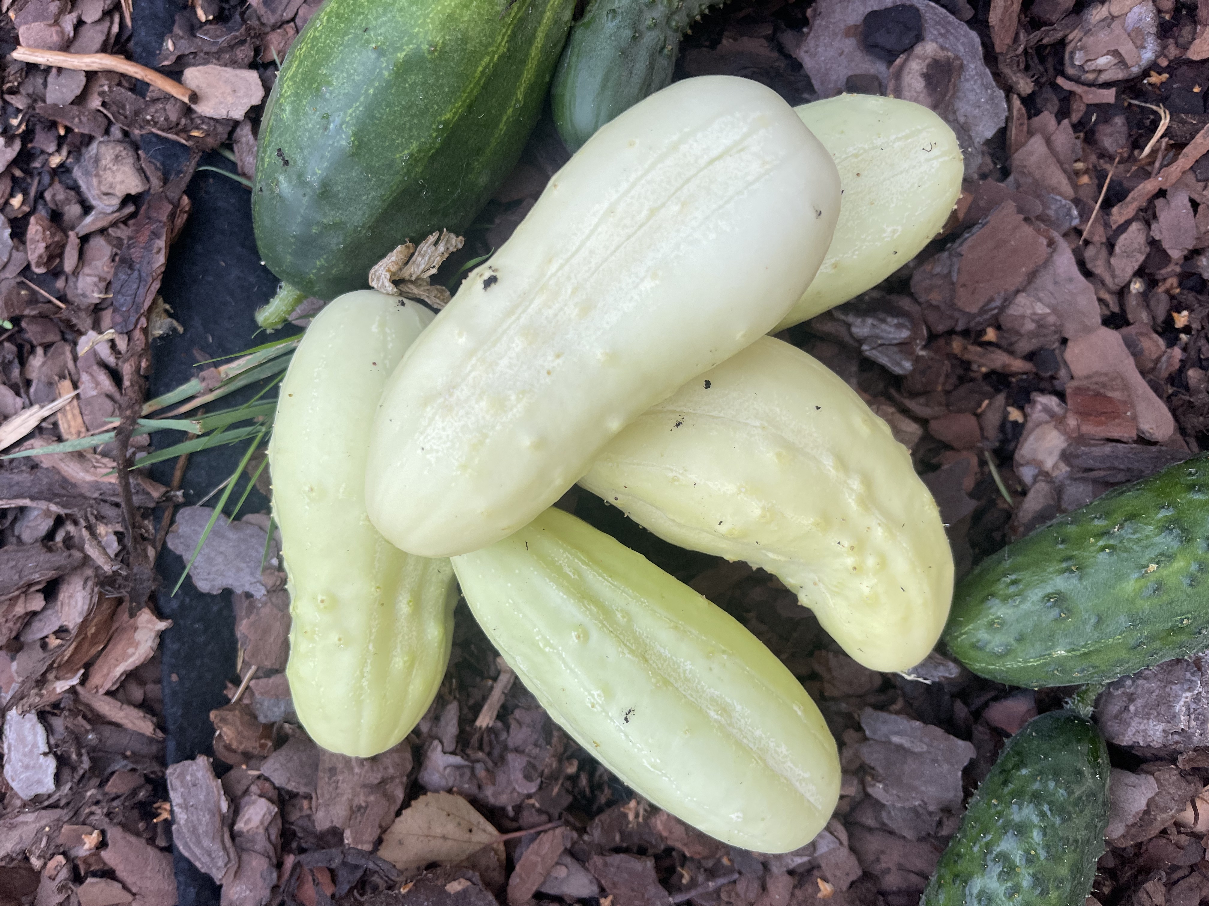 Slanggurka 'White Wonder'