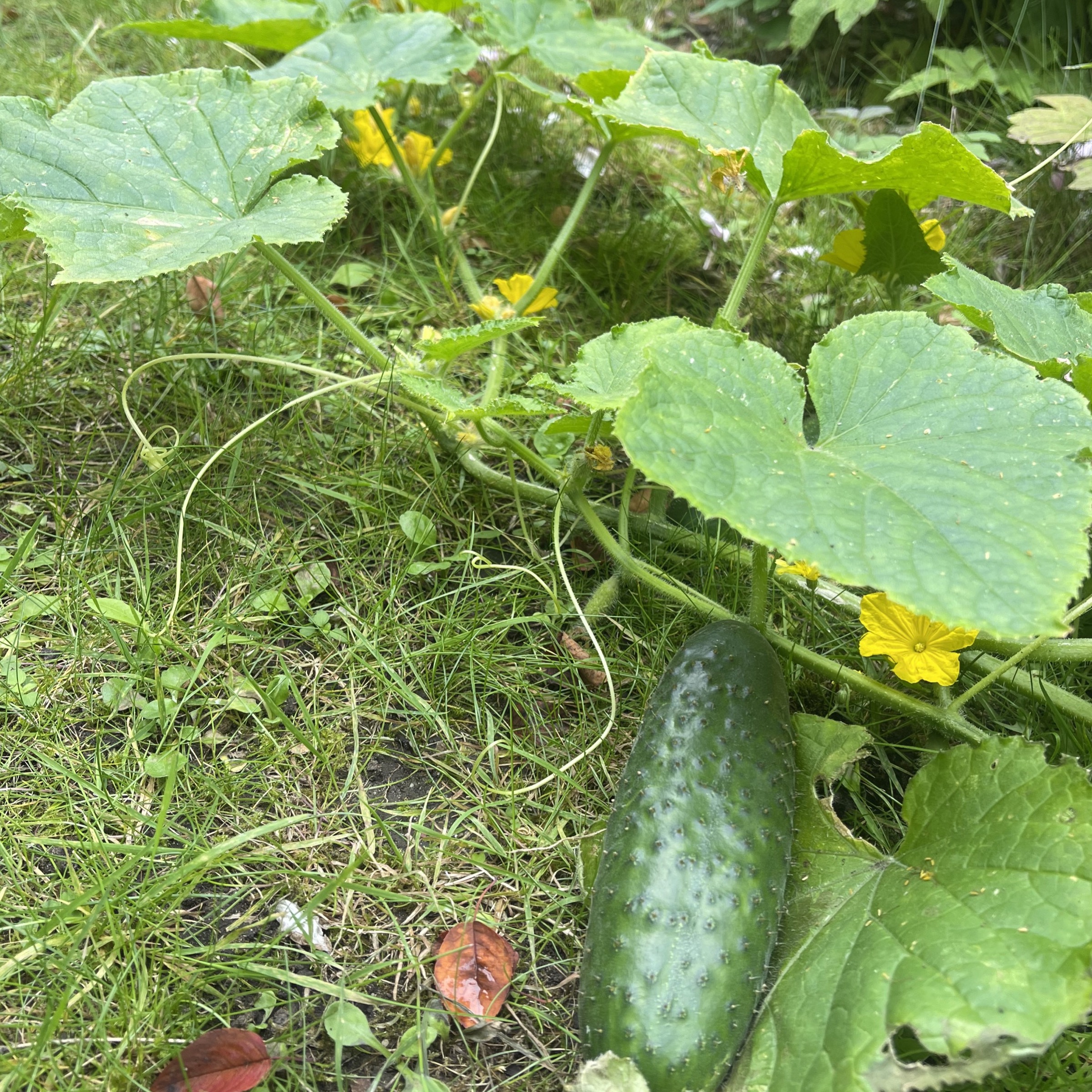 Gurka 'Delikatess' - 3