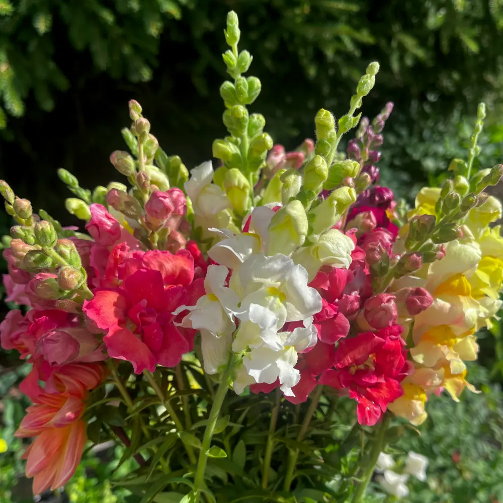 Lejongap 'Mix'