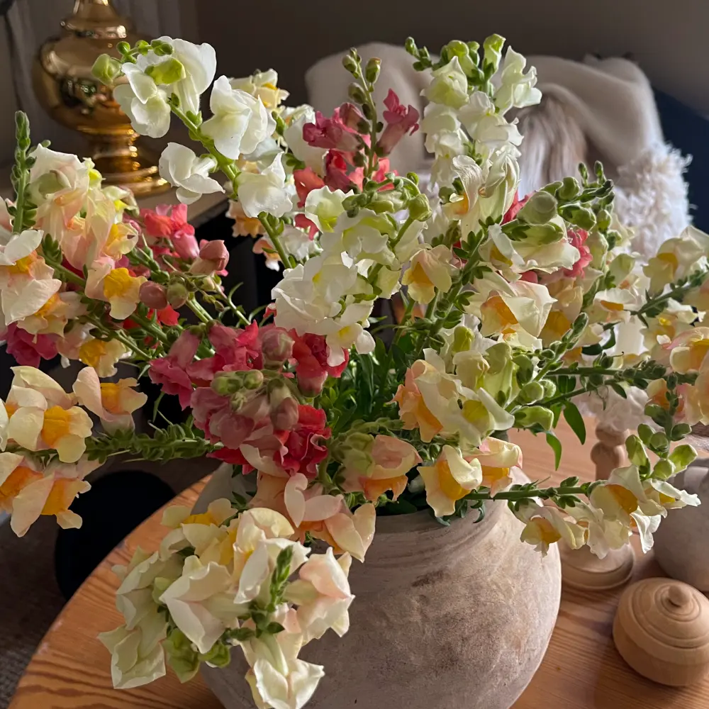 Lejongap 'Mix'