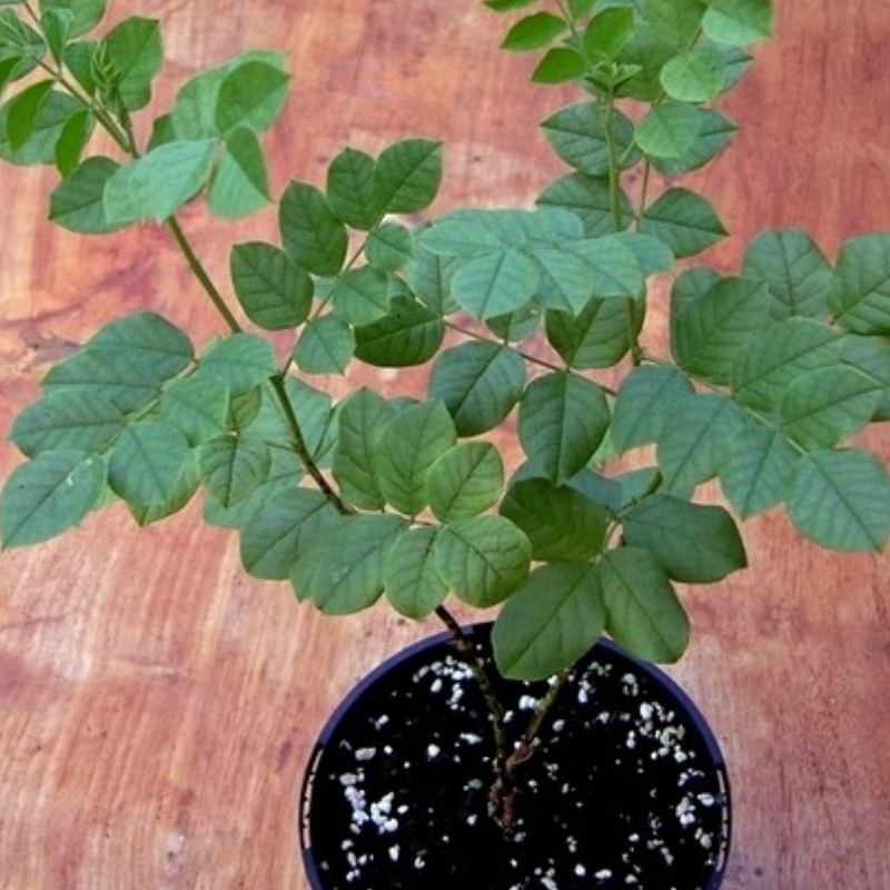 Lakritsrot