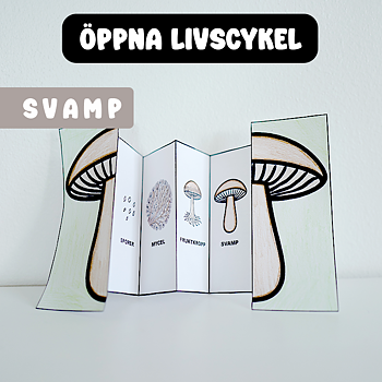 Höstpyssel - Svampens Livscykel