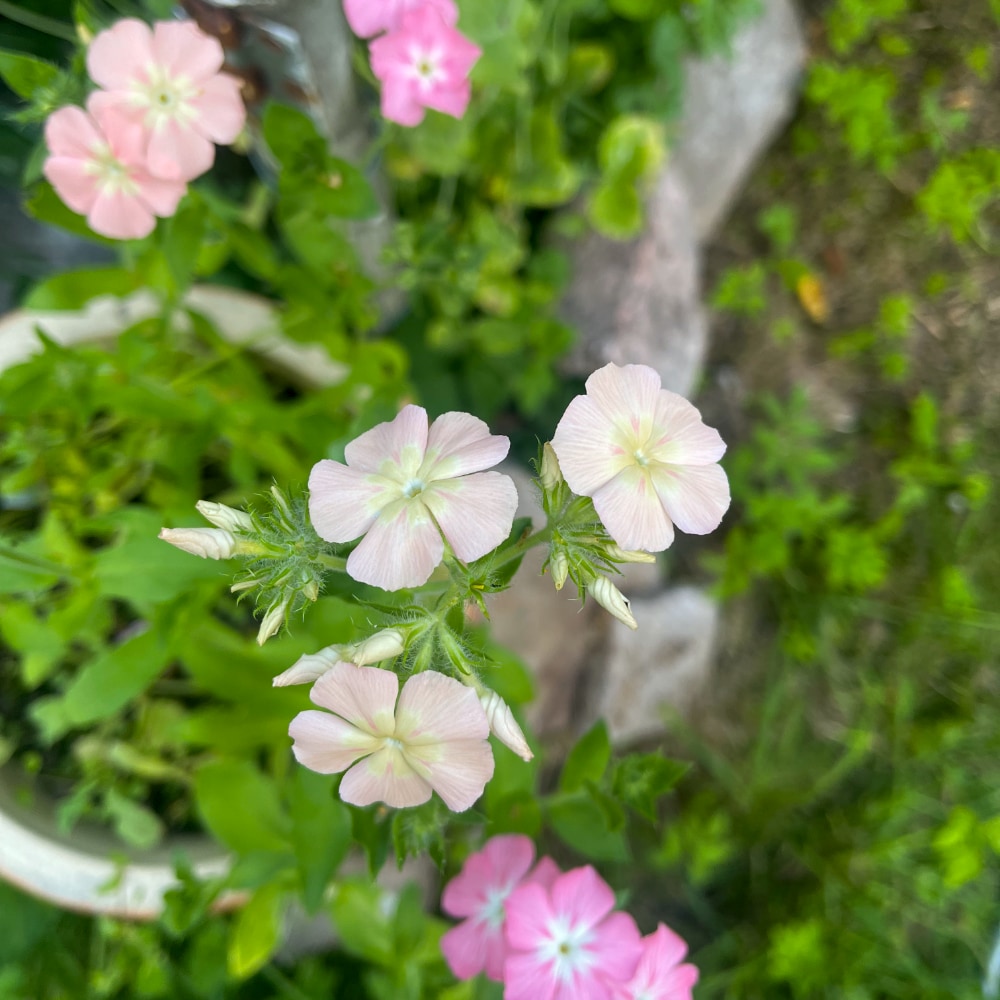 Flox 'Phlox of Sheep' - 4
