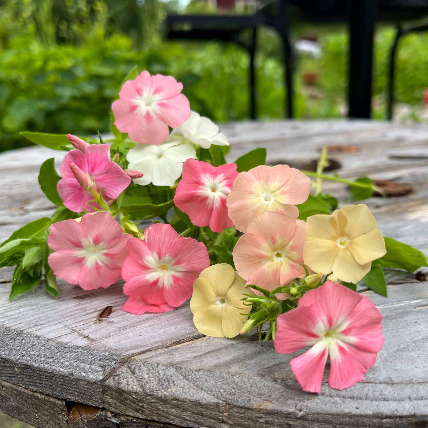 Flox 'Phlox of Sheep'