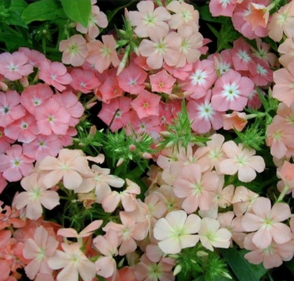 Flox 'Phlox of Sheep'