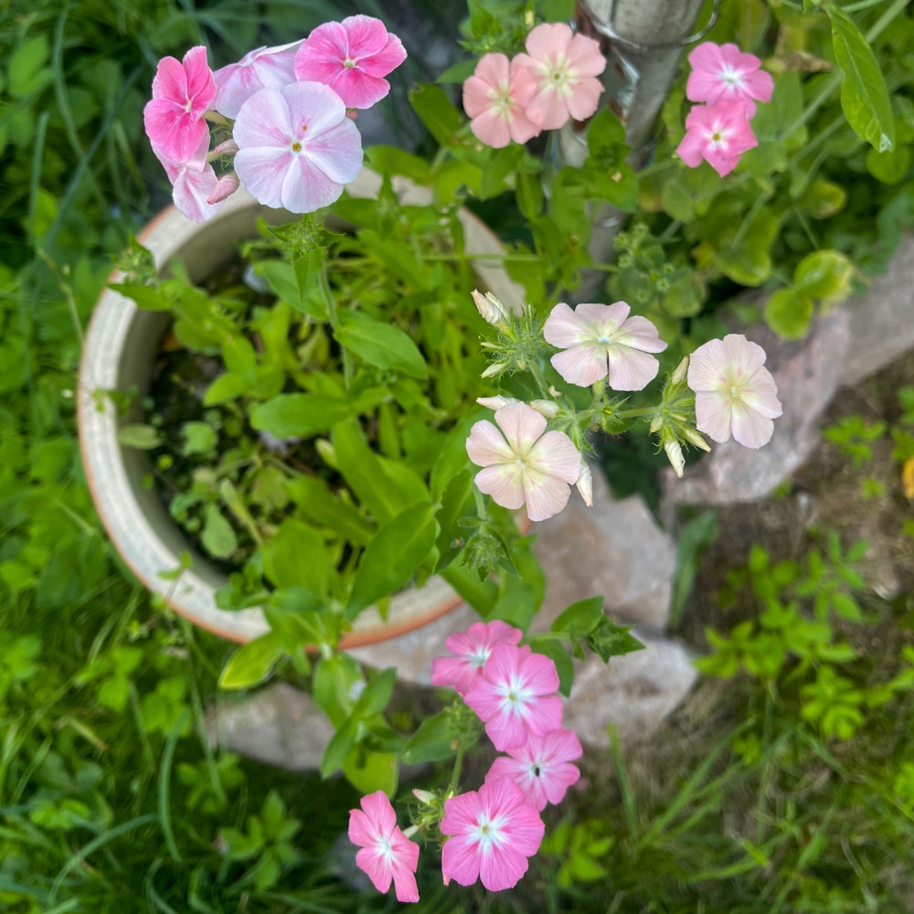 Flox 'Phlox of Sheep' - 2