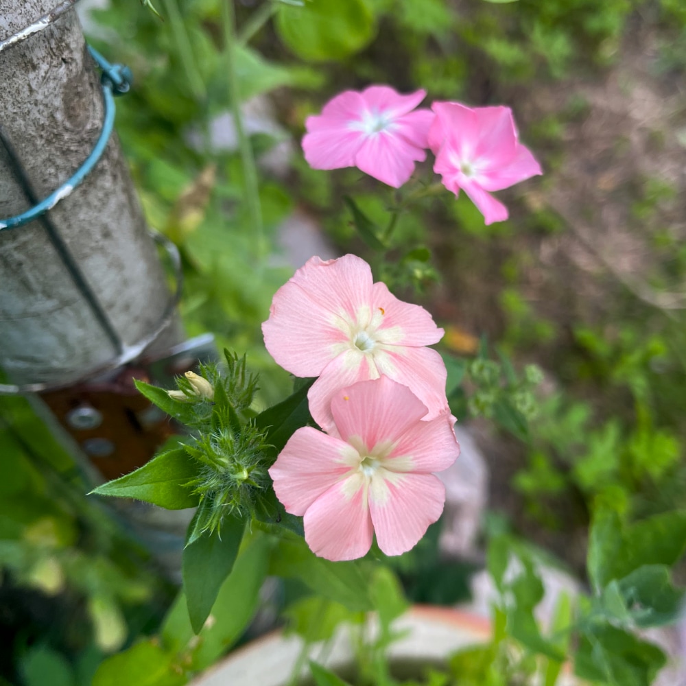 Flox 'Phlox of Sheep' - 5