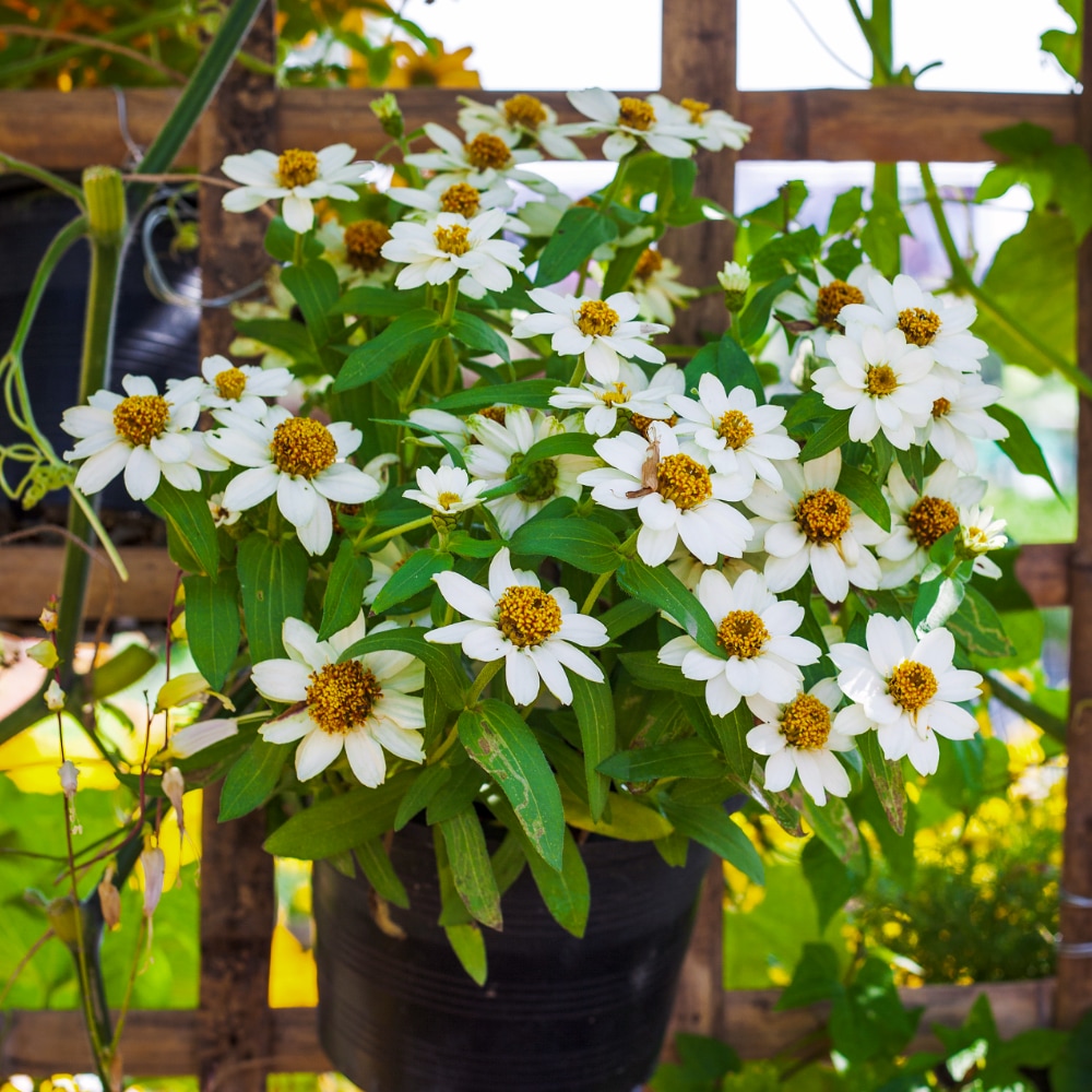 Vit zinnia i kruka