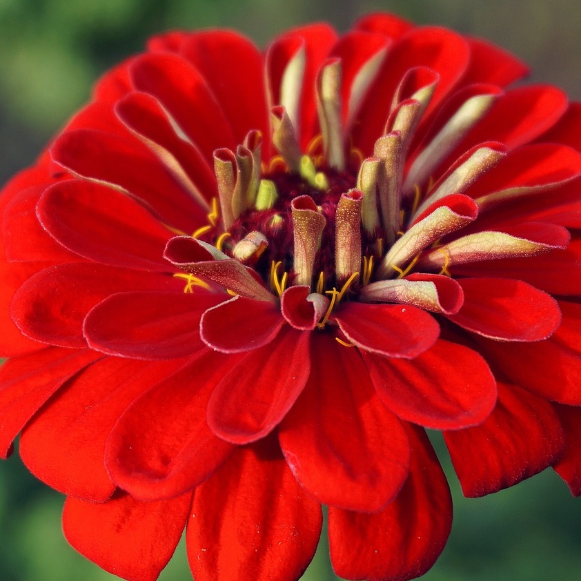 Zinnia 'Scarlet Flame' - 2