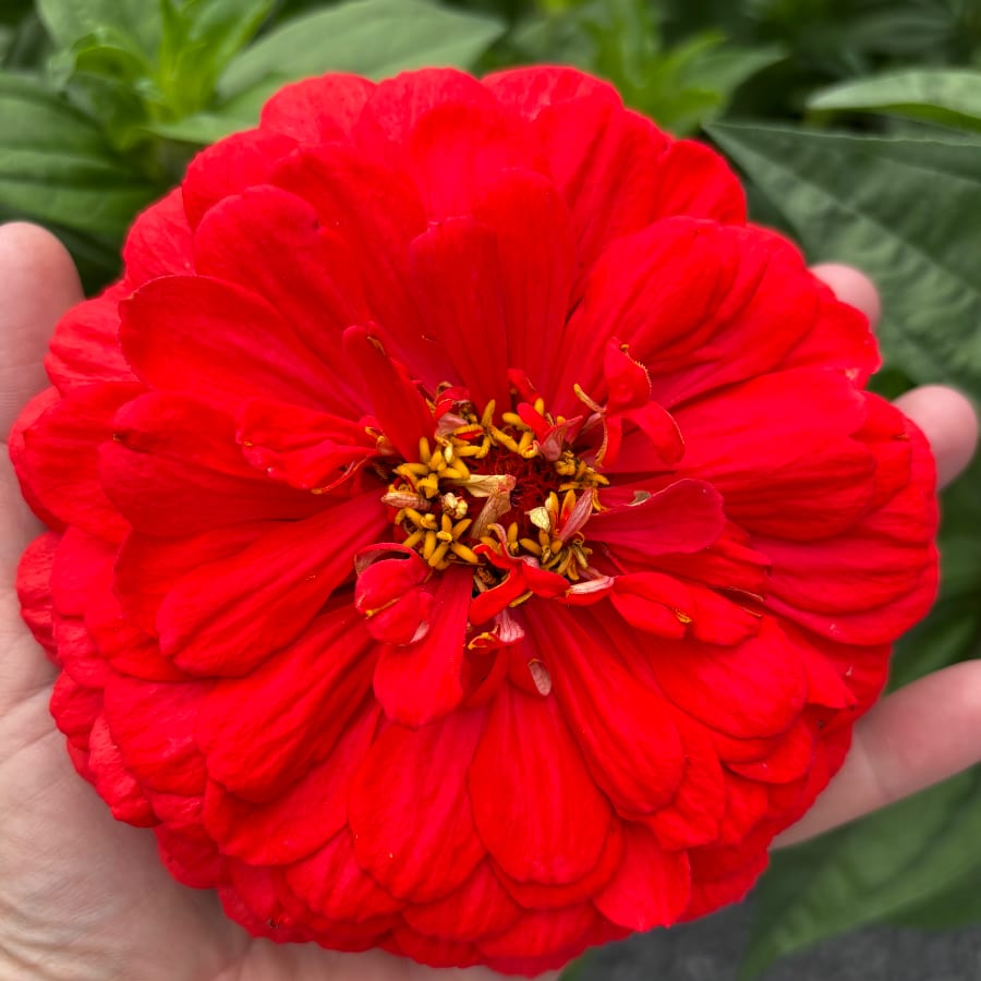 Zinnia 'Scarlet Flame'