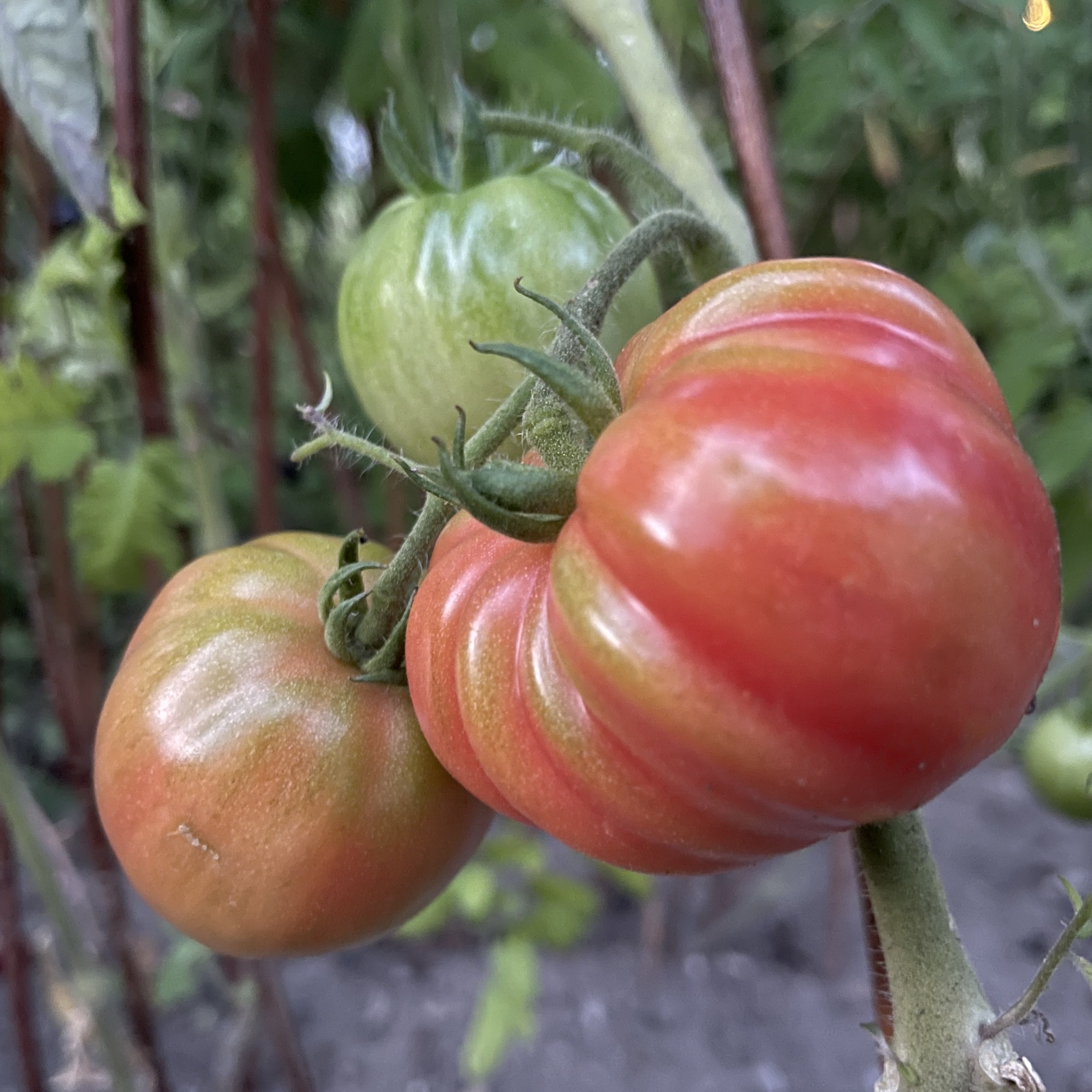 Bifftomat 'Costoluto Fiorentino'