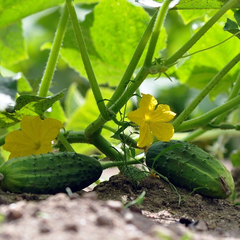 Frilandsgurka 'Libelle F1'