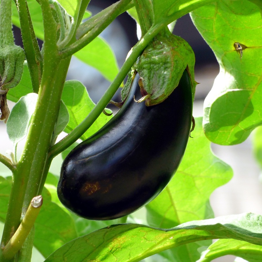 Aubergine  'Black Beauty'