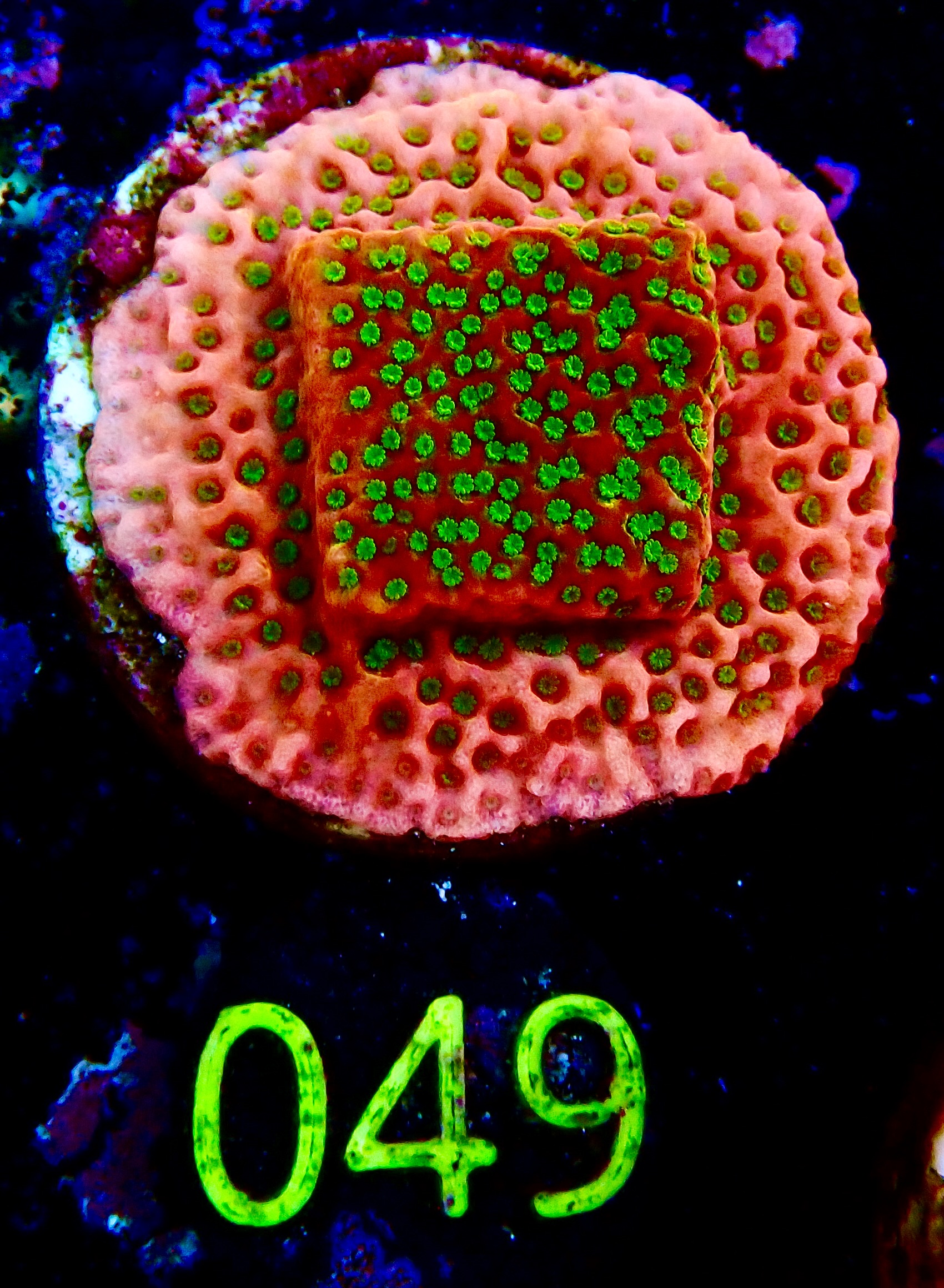 Montipora spp. Phoenix Evolution