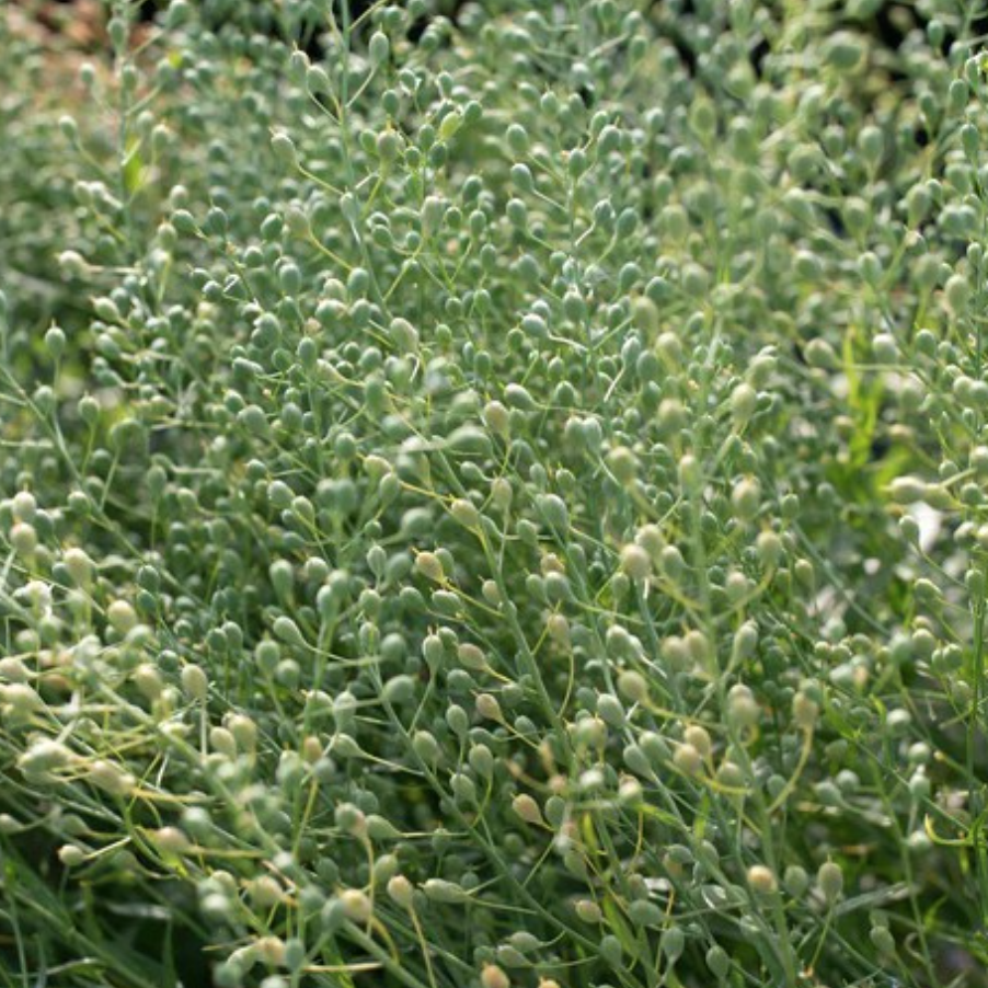  Bukettkrasse 'Persian Cress' odlas