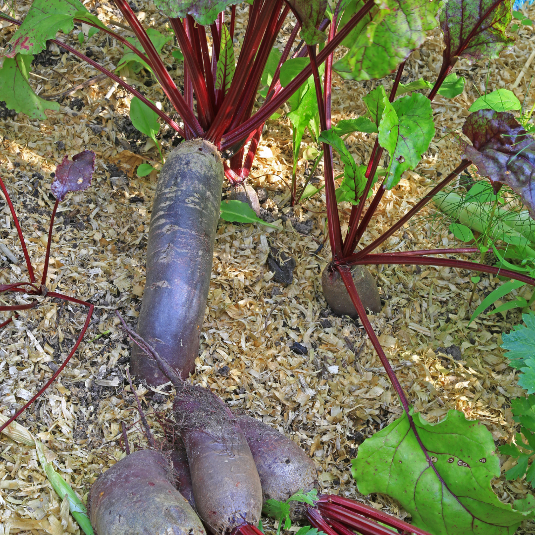 Ekologisk Rödbeta - Formanova - Butter Slicer