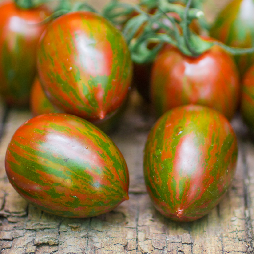 Ekologisk Plommontomat - Lucky Tiger