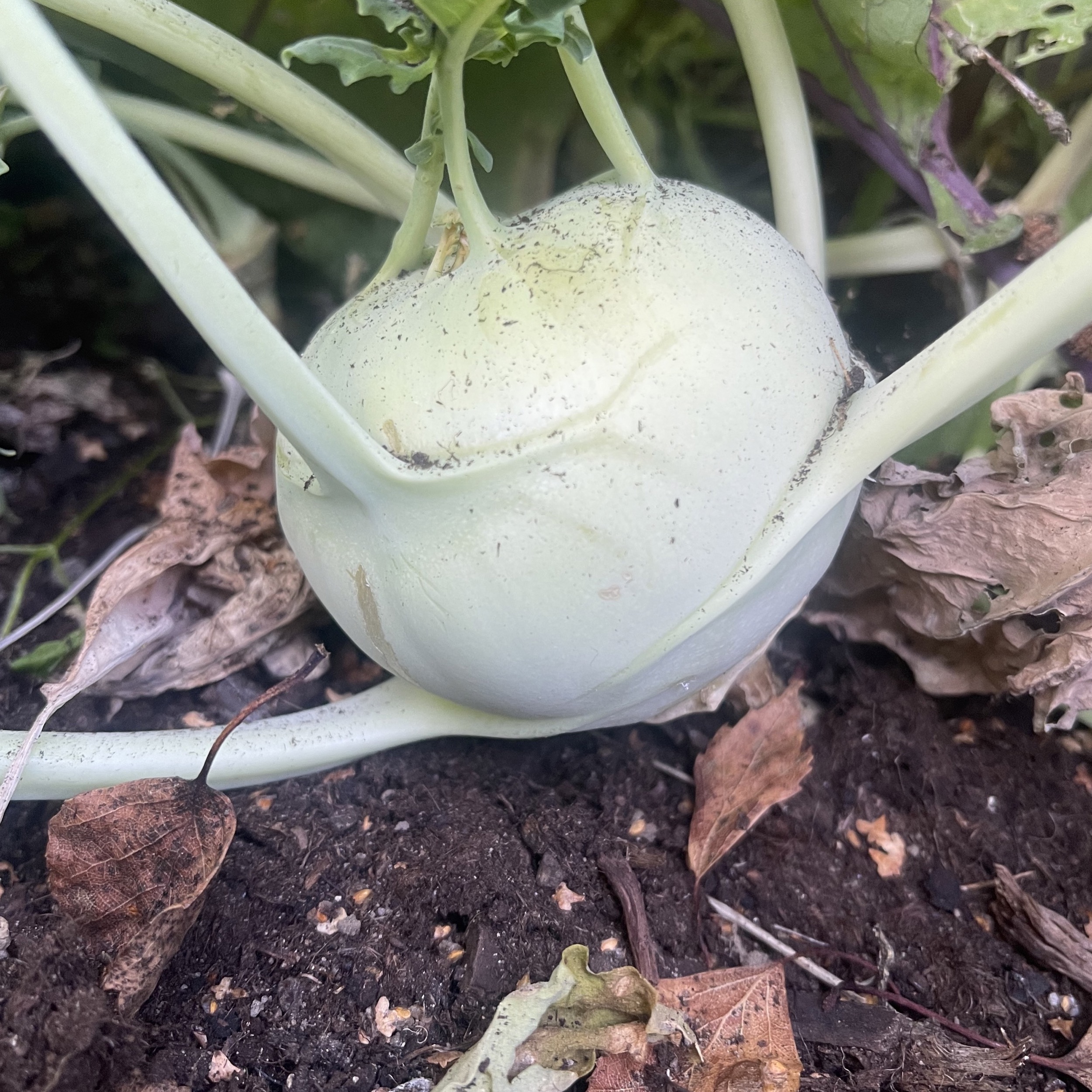 Kålrabbi 'Delikatess White'
