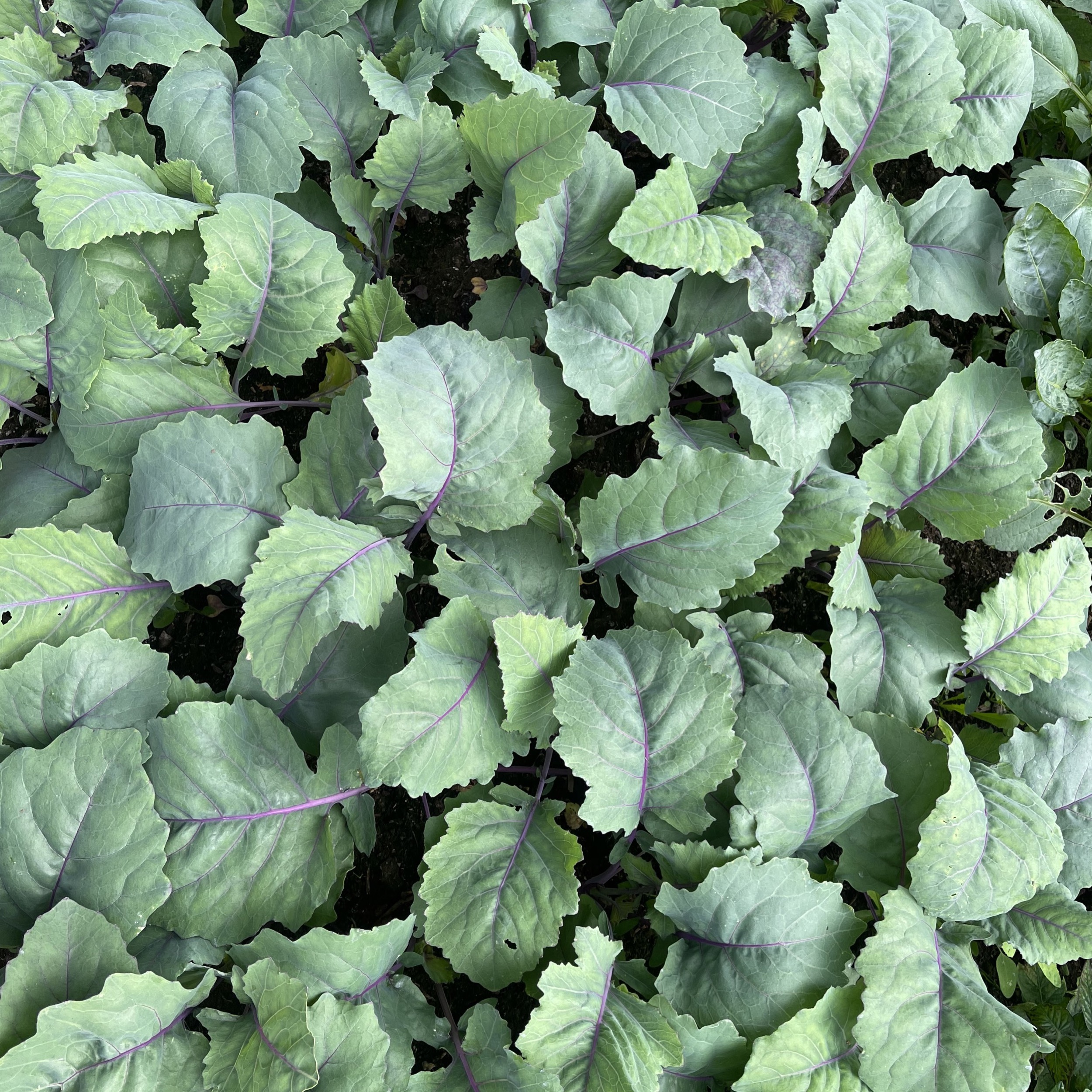 Kålrabbi 'Delikatess White' - 2