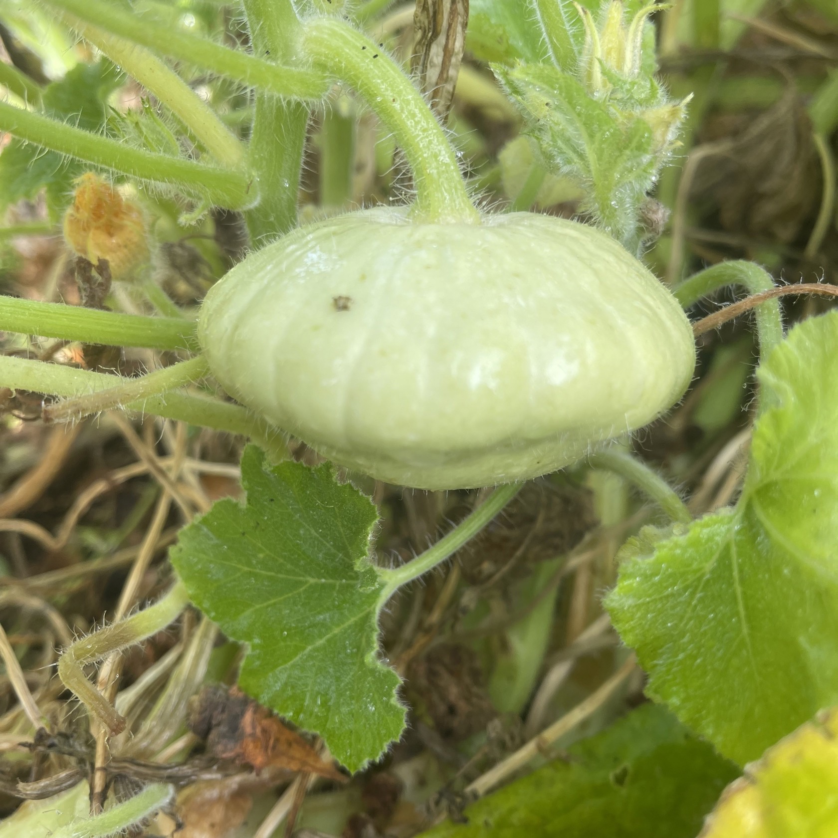 Tefatspumpa Grön - 3