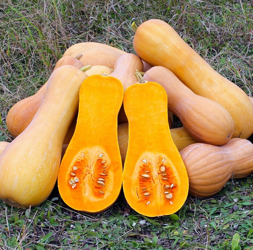 Myskpumpa 'Waltham Butternut'