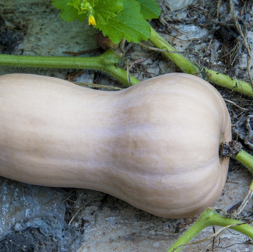 Myskpumpa 'Waltham Butternut'
