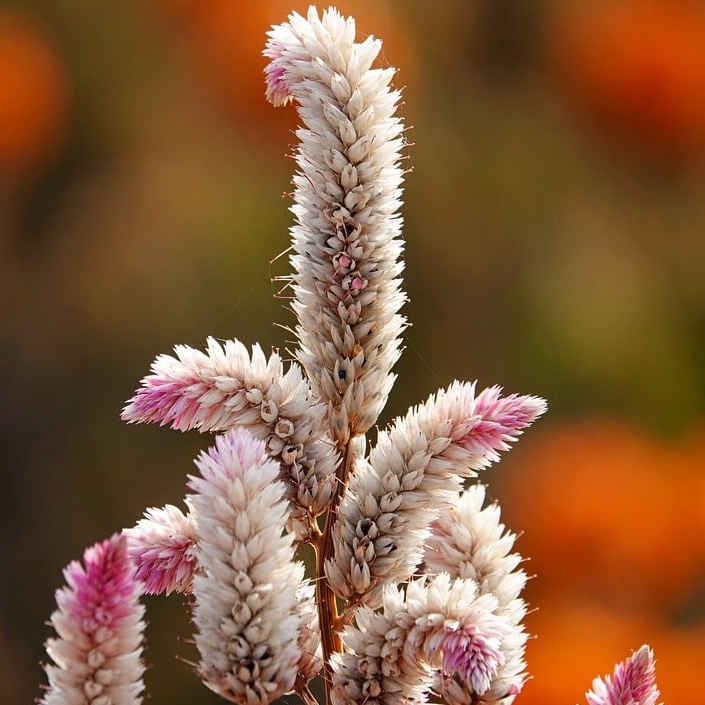 Axamarant 'Flamingo Feather'
