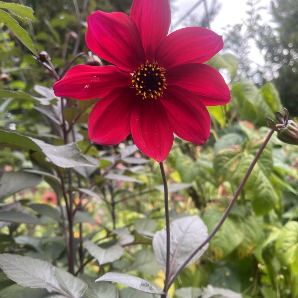 Dahlia 'Bishop's Children'