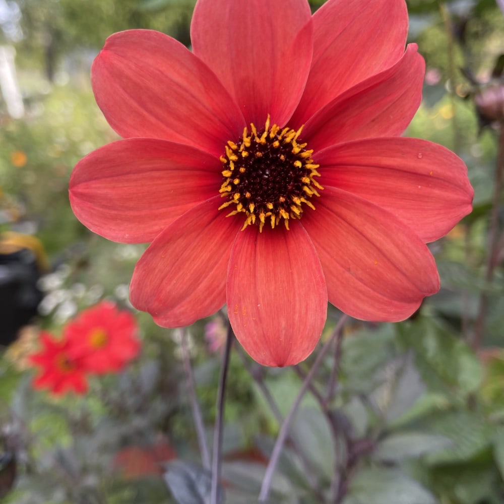 Dahlia 'Bishop's Children' - 5