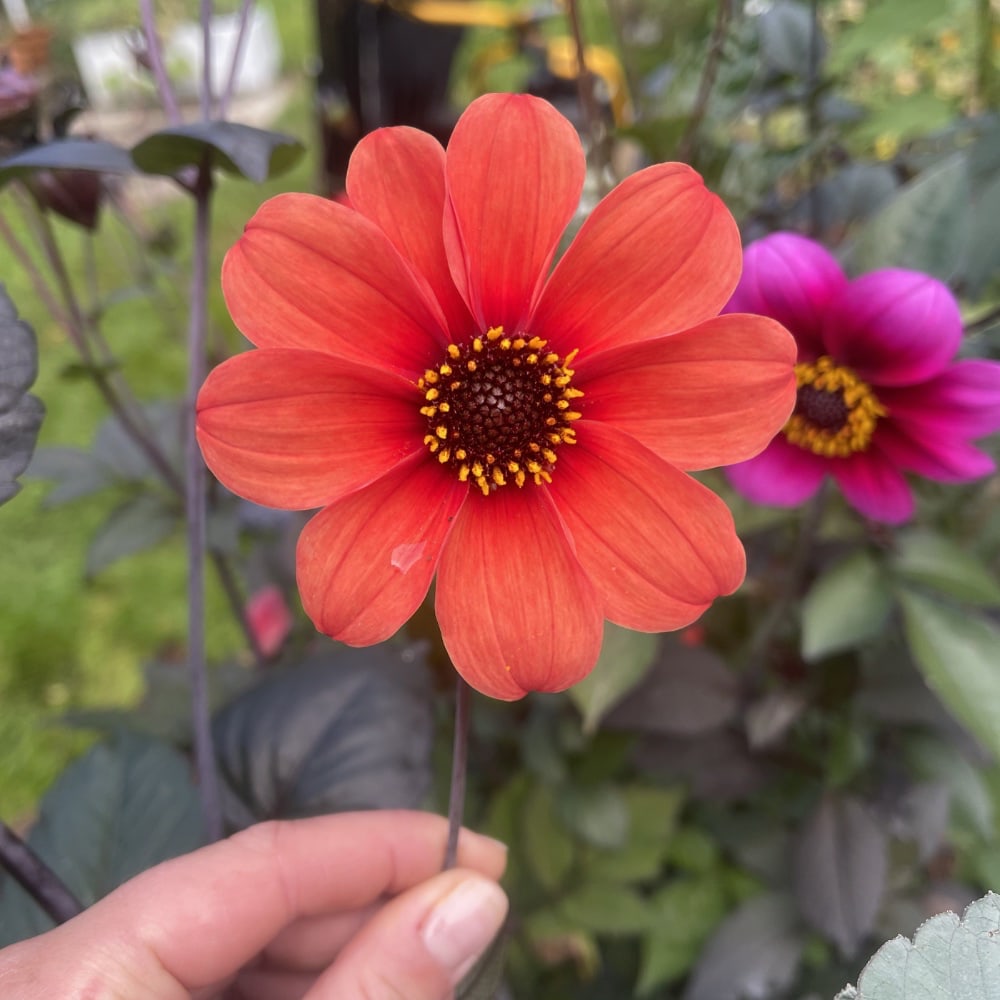 Dahlia 'Bishop's Children' - 3