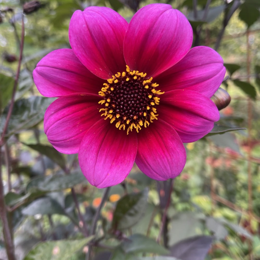 Dahlia 'Bishop's Children' - 4