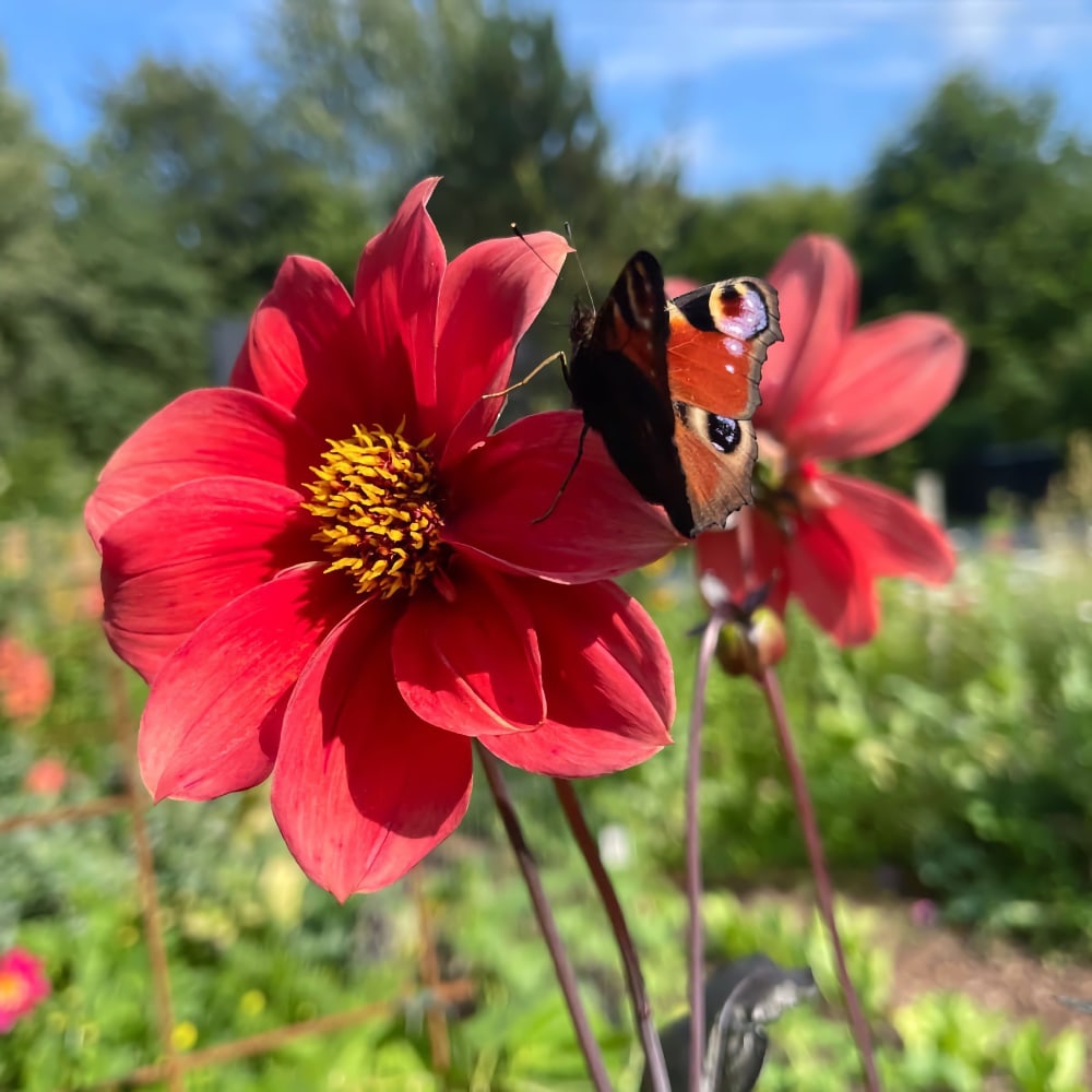 Dahlia 'Bishop's Children'