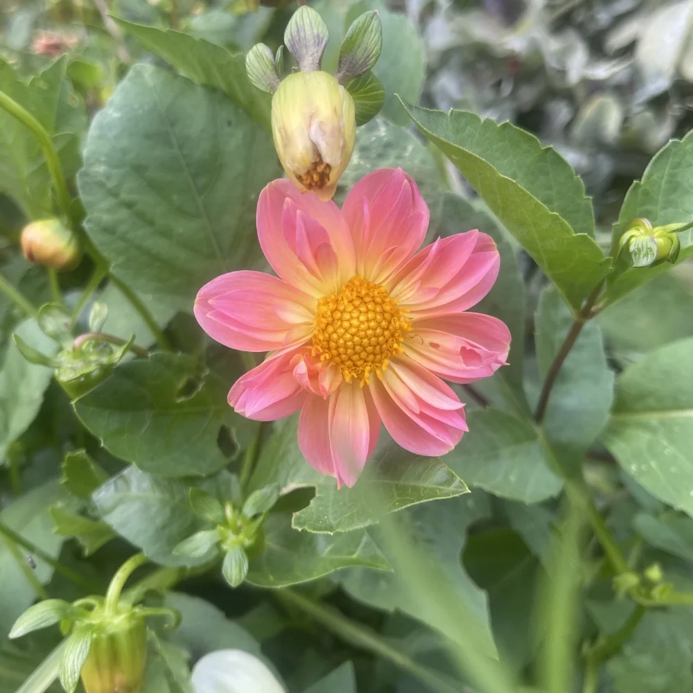 Dahlia 'Dandy Improved Mix' - 6