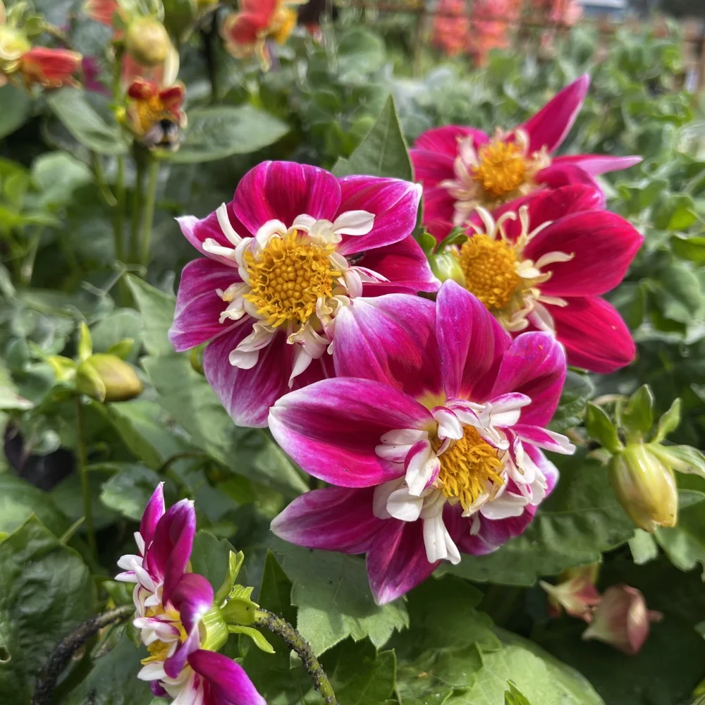Dahlia 'Dandy Improved Mix' - 2