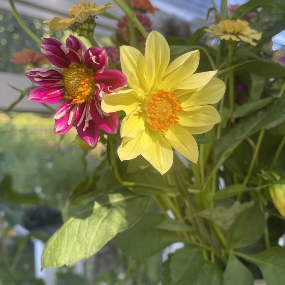 Dahlia 'Dandy Improved Mix'