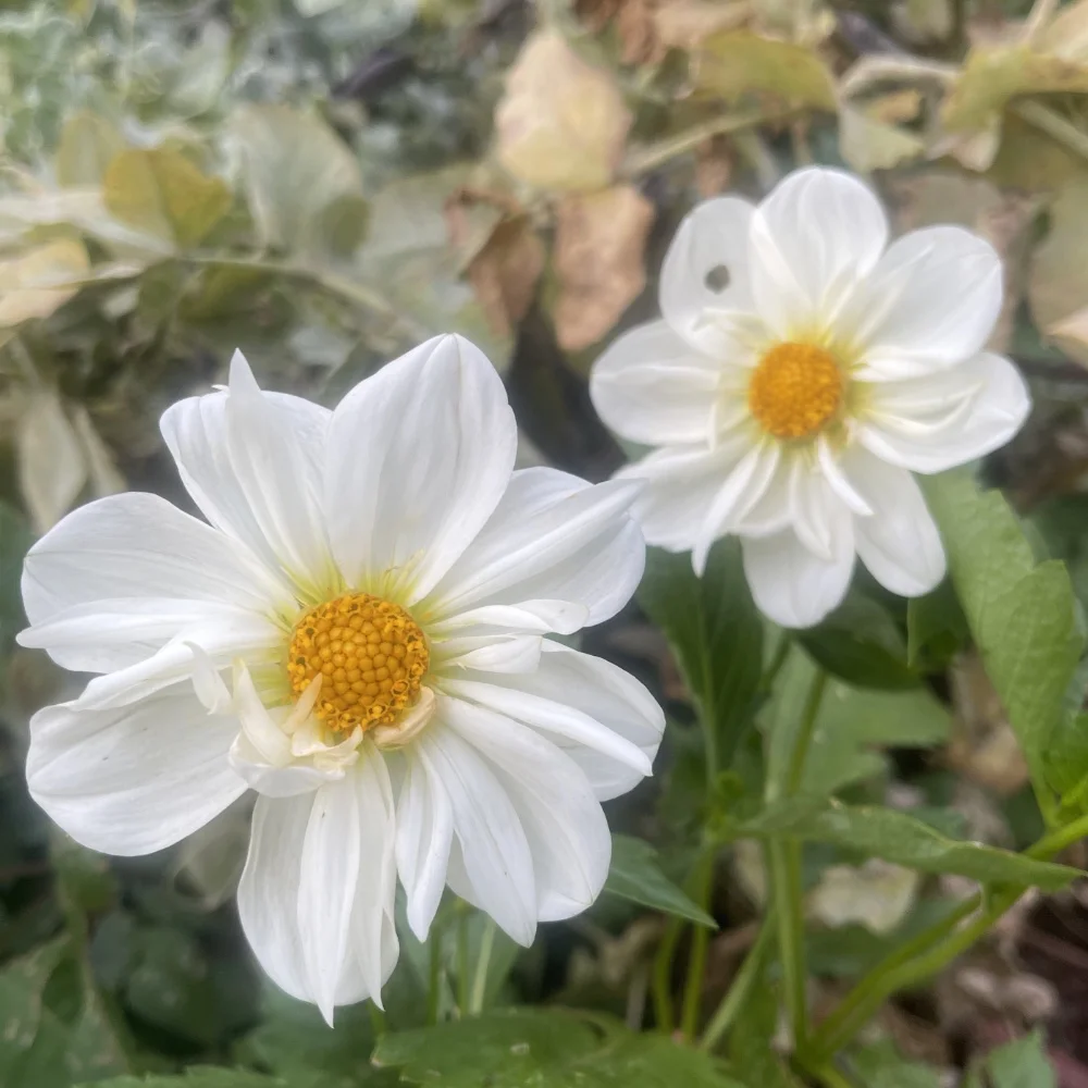 Dahlia 'Dandy Improved Mix' - 3