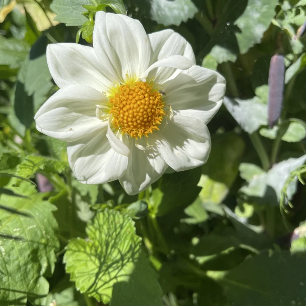 Dahlia 'Dandy Improved Mix' - 4