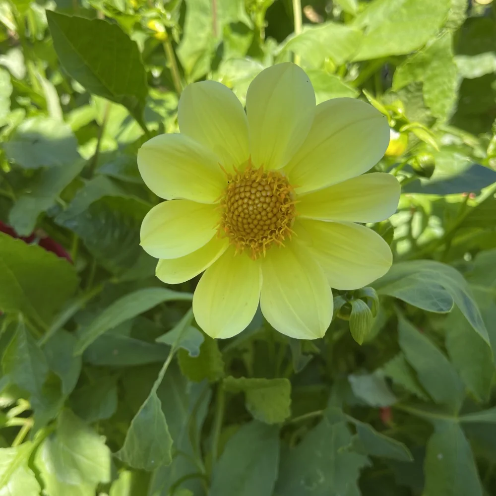 Dahlia 'Dandy Improved Mix' - 5